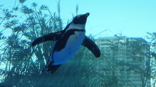 都心で存分にペンギンを愛でられる水族館