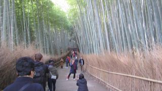 こころ洗われる竹林の道