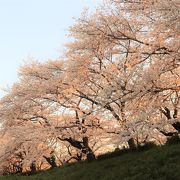 人工の灯りのない夕方の桜並木は幻想的／