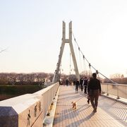 夕方、橋の袂から眺める千本桜も情緒がある