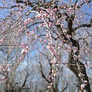 子連れで散策がたのしめる広い敷地