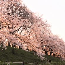 人工の灯りのない夕方の桜並木
