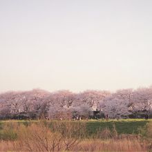 外野橋 の袂から眺める千本サクラ