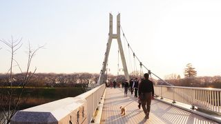 夕方、橋の袂から眺める千本桜も情緒がある