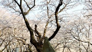 桜色の順礼碑