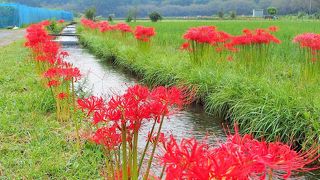 西武秩父線沿線の曼珠沙華、スケールが大きいです。