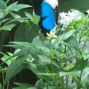 幸せを呼ぶ青い蝶を観れます。