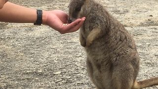 動物探検