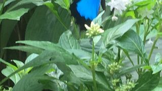 幸せを呼ぶ青い蝶を観れます。