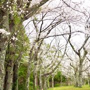 桜の季節もおすすめ