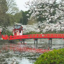 桜の季節はライトアップが綺麗です By みさ 茂原公園のクチコミ フォートラベル 桜の季節はライトアップが綺麗です By みさ 茂原公園のクチコミ フォートラベル