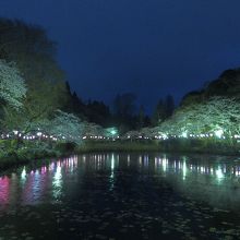 桜の季節はライトアップが綺麗です By みさ 茂原公園のクチコミ フォートラベル 桜の季節はライトアップが綺麗です By みさ 茂原公園のクチコミ フォートラベル