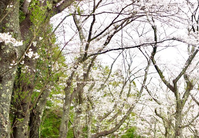 桜の季節もおすすめ