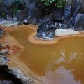 濃厚な黄土色の湯に浸かれる宿