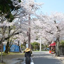 鹿島参道の桜並木