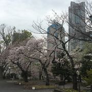 静かな桜