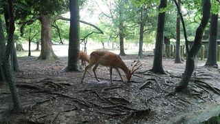 緑豊かで広々としており、心が癒されます。