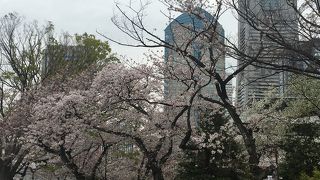 静かな桜
