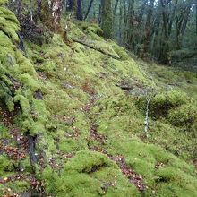 ルートの大半は苔むした山を縫って歩きます