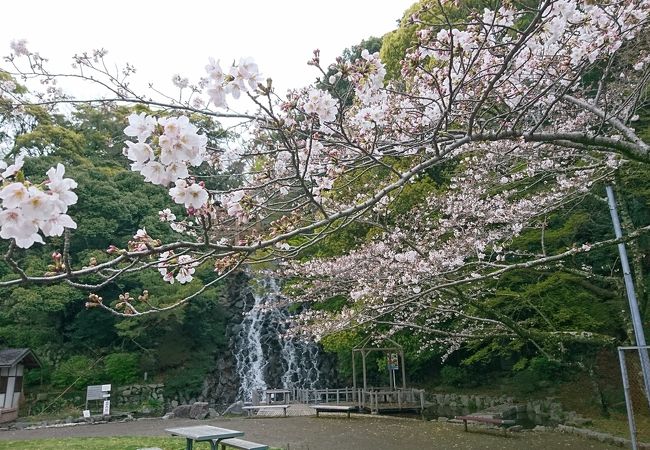 桜もキレイ