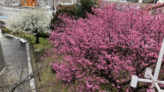 桜がさいていた