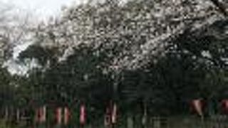 山を囲むように観世音菩薩さまが並んでいます