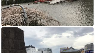 桜がきれいです。