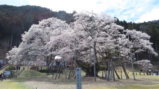 根尾谷淡墨桜。1度は見ておくべき日本三大桜の1つ