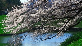 お花見スポット