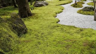 竹林がキレイ