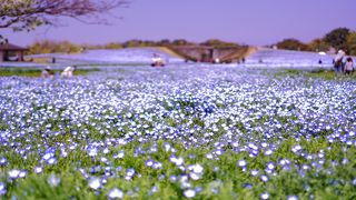 海の中道海浜公園 花のエリア クチコミ アクセス 営業時間 博多 フォートラベル 海の中道海浜公園 花のエリア クチコミ アクセス 営業時間 博多 フォートラベル