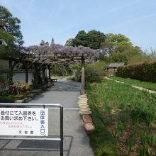 菖蒲はこれからが見頃です