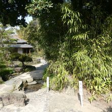 伊達家のシンボル竹の竹林