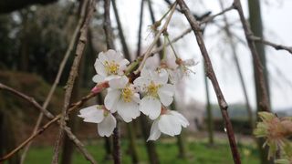 淡白色の花びら。全体の姿は威風堂々。すばらしい枝垂桜です。