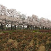 桜がきれいでした