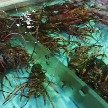 生簀の伊勢えび