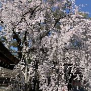 桜の木がたくさん！