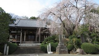 枝垂桜が見ごろでした