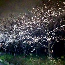 蜊江神社の桜。