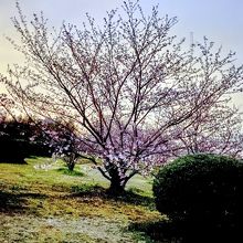 笠原の桜