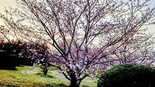 笠原の桜