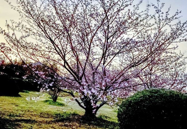 笠原の桜