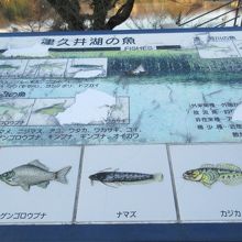 魚もいるらしい