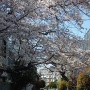 烏山川緑道を歩きました