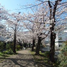 烏山川緑の桜並木