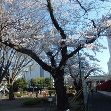 山下公園ソメイヨシノ