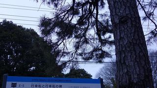 明治天皇が桜のお花見に訪れた記念の松