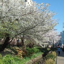 目黒川緑道のサクラ