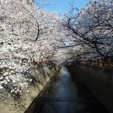 目黒川開渠部のソメイヨシノ