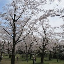 境内桜の苑の桜